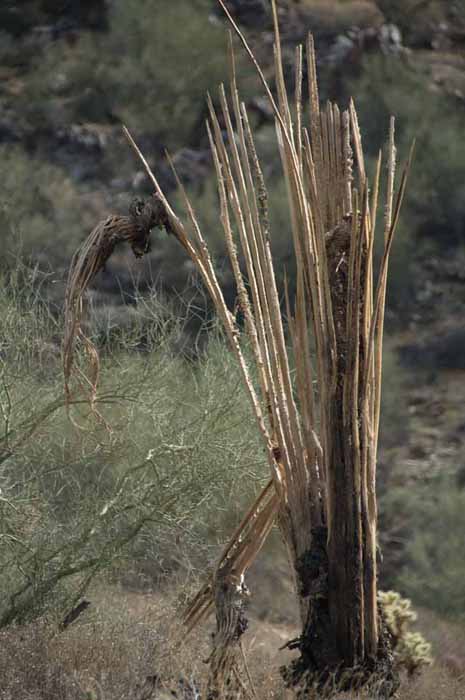 saguaro dead